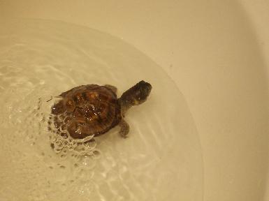 Miche doing laps