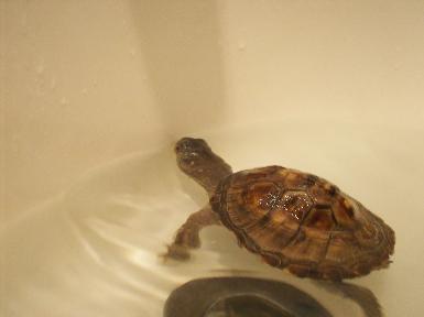 Miche swimming - 080926