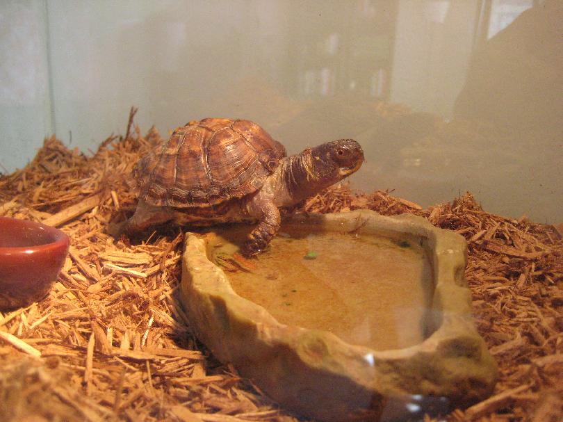 Photo of Miche - April 2009